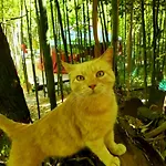 Luxussátor La Yourte Aux Bambous En Cevennes *