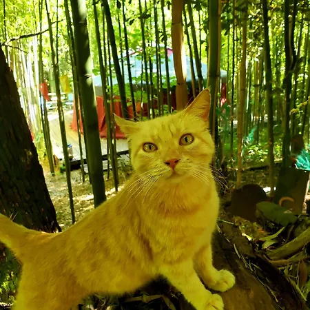 Campismo de Luxo La Yourte Aux Bambous En Cevennes *